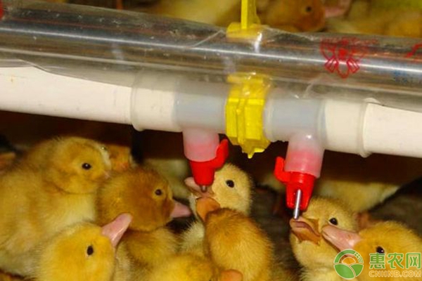 鸡场水线容易脏、堵怎么办？水线卫生的可操作性方法-图片版权归惠农网所有