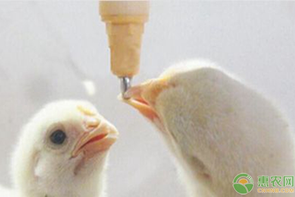 鸡场水线容易脏、堵怎么办？水线卫生的可操作性方法-图片版权归惠农网所有