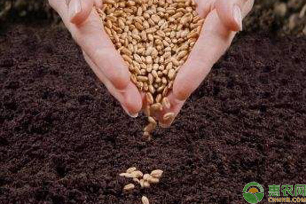 买的蓝莓种子怎样种植？蓝莓种子种植技术-图片版权归惠农网所有