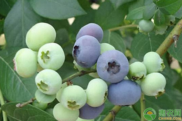 有机蓝莓栽培注意事项及栽培技巧-图片版权归惠农网所有