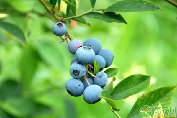有机蓝莓栽培注意事项及栽培技巧-图片版权归惠农网所有