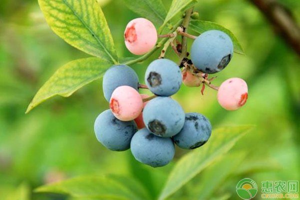 有机蓝莓栽培注意事项及栽培技巧-图片版权归惠农网所有