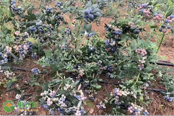 盆栽蓝莓的土壤配方-图片版权归惠农网所有