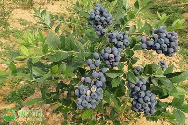 盆栽蓝莓的土壤配方-图片版权归惠农网所有