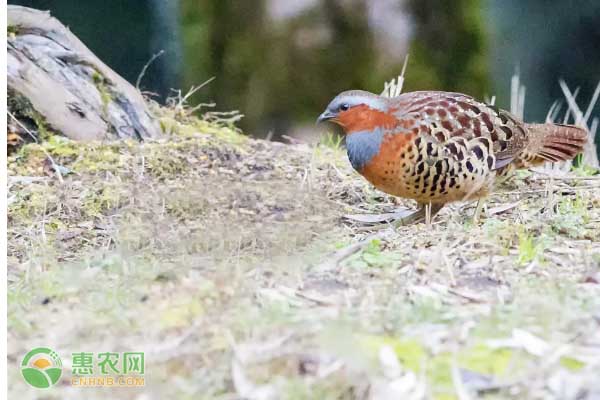 竹鸡吃什么食物为主?-图片版权归惠农网所有