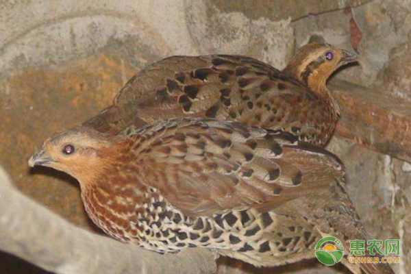 竹鸡吃什么食物为主?-图片版权归惠农网所有