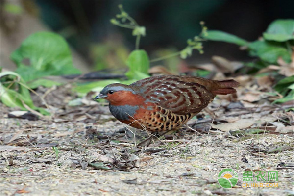 竹鸡不知道怎么养？学会这些技术不用愁！-图片版权归惠农网所有