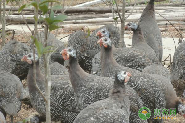 竹鸡不知道怎么养？学会这些技术不用愁！-图片版权归惠农网所有