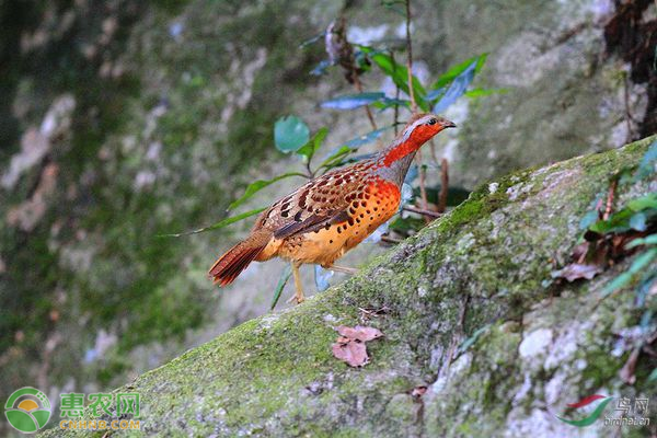 竹鸡快速育肥的饲养和管理方法-图片版权归惠农网所有