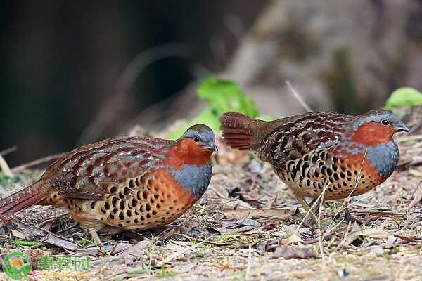竹鸡快速育肥的饲养和管理方法-图片版权归惠农网所有