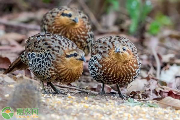 竹鸡快速育肥的饲养和管理方法-图片版权归惠农网所有