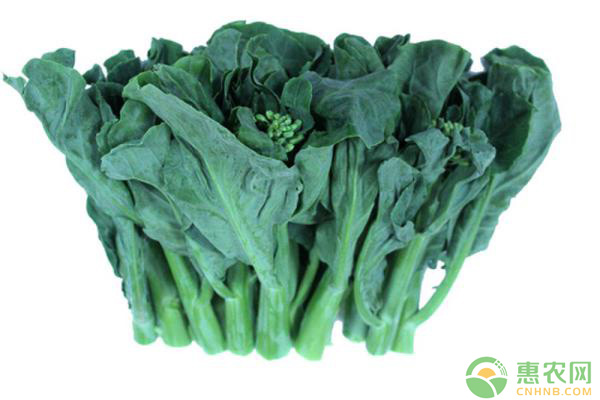 芥蓝什么时候播种？芥蓝高产栽培管理技术-图片版权归惠农网所有