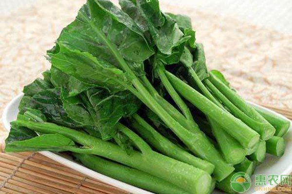 中晚熟型芥蓝种植正当时，手把手教您如何种植芥蓝-图片版权归惠农网所有