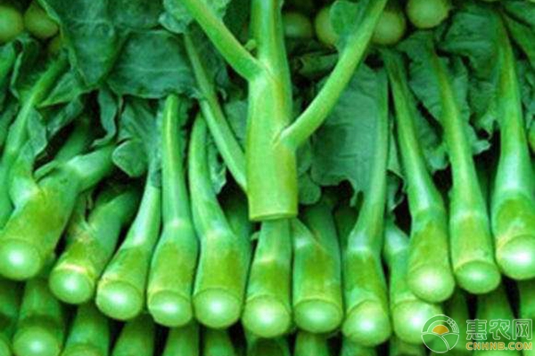 中晚熟型芥蓝种植正当时，手把手教您如何种植芥蓝-图片版权归惠农网所有