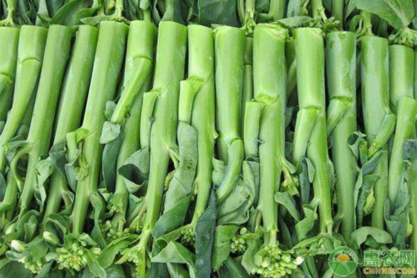 中晚熟型芥蓝种植正当时，手把手教您如何种植芥蓝-图片版权归惠农网所有