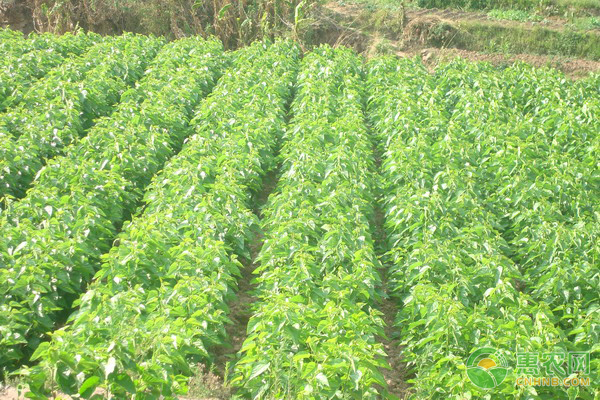现在种植芥蓝的人越来越多？选好一块地最重要-图片版权归惠农网所有