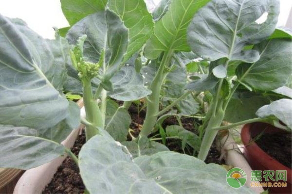 现在种植芥蓝的人越来越多？选好一块地最重要-图片版权归惠农网所有