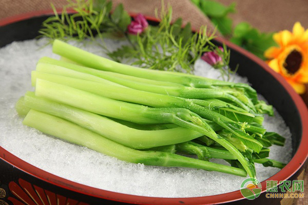 现在种植芥蓝的人越来越多？选好一块地最重要-图片版权归惠农网所有