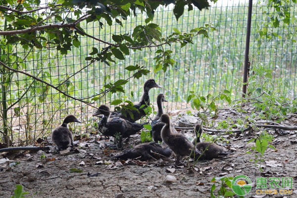 肉鸭养殖多久出栏？-图片版权归惠农网所有