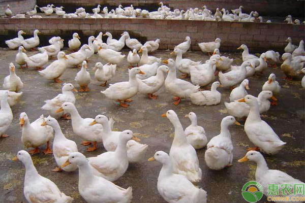 养殖课堂:肉鸭的养殖技术-图片版权归惠农网所有