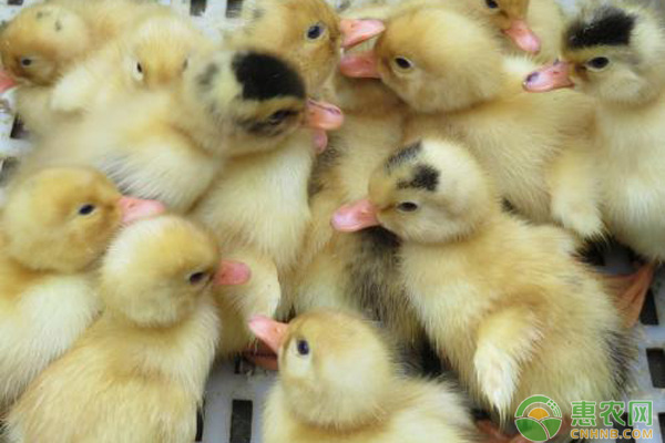 养殖课堂:肉鸭的养殖技术-图片版权归惠农网所有