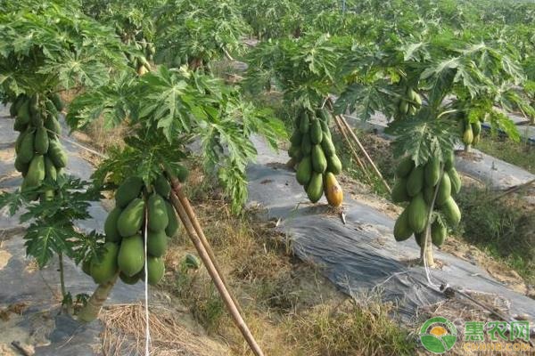 木瓜的种植时间及方法-图片版权归惠农网所有