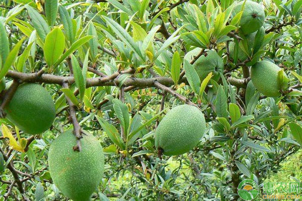 木瓜的种植时间及方法-图片版权归惠农网所有