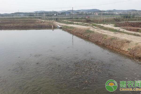 泥鳅养殖技术：泥鳅池塘怎么建？-图片版权归惠农网所有