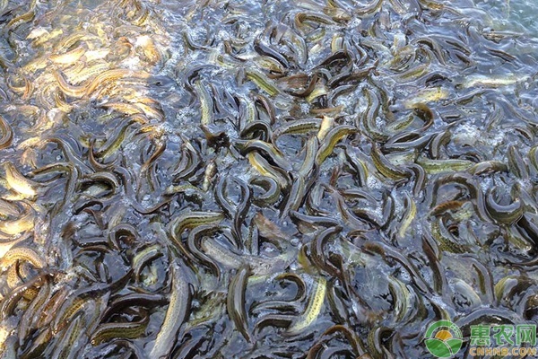 泥鳅种苗养殖技术-图片版权归惠农网所有