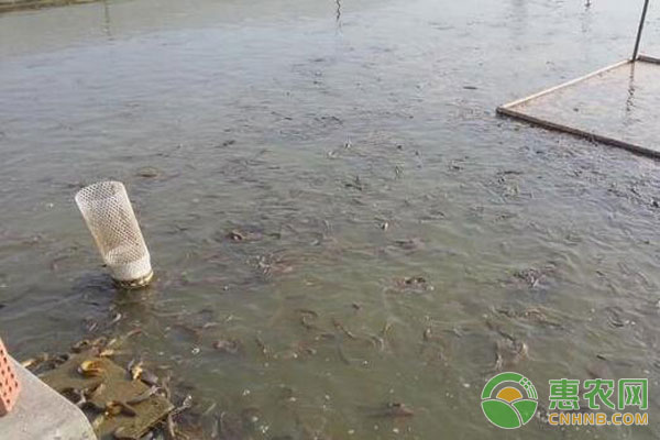 泥鳅种苗养殖技术-图片版权归惠农网所有