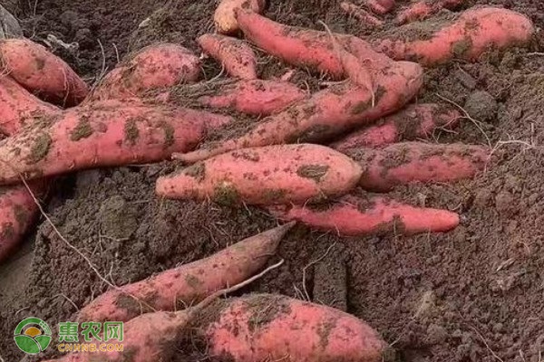 种植红苕需要什么土壤？-图片版权归惠农网所有