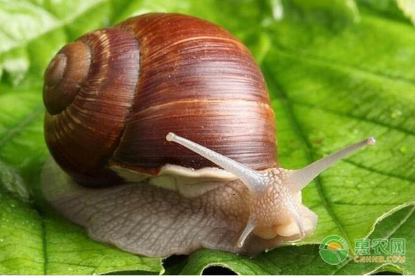 蜗牛的养殖技术-图片版权归惠农网所有