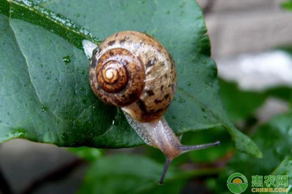 害虫蜗牛怎么防治？害虫蜗牛有效防治方法介绍-图片版权归惠农网所有