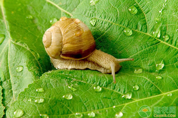 害虫蜗牛怎么防治？害虫蜗牛有效防治方法介绍-图片版权归惠农网所有