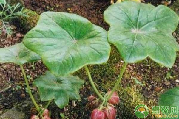 八角莲的生长习性及林下种植技术介绍-图片版权归惠农网所有