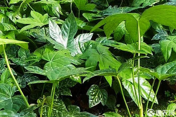 八角的种植条件及技术-图片版权归惠农网所有