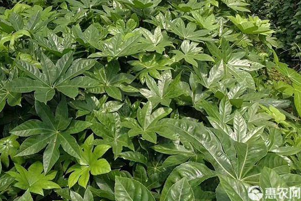 八角的种植条件及技术-图片版权归惠农网所有