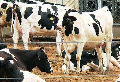 奶牛的发情鉴定和适时配种-图片版权归惠农网所有