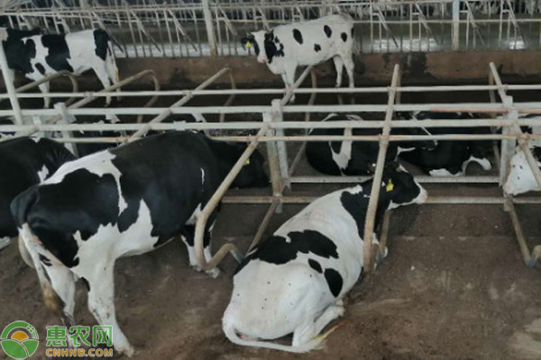 如何治疗奶牛产后截瘫？-图片版权归惠农网所有