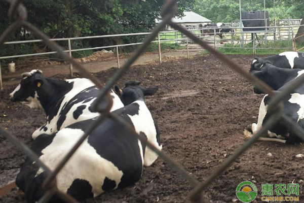 如何治疗奶牛产后截瘫？-图片版权归惠农网所有