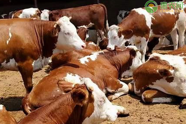 如何治疗奶牛产后截瘫？-图片版权归惠农网所有