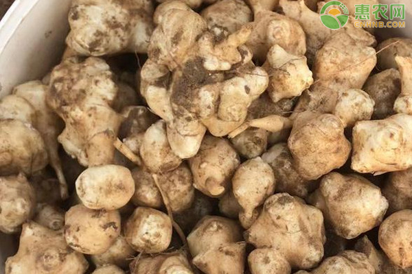 洋姜的种植条件和方法-图片版权归惠农网所有