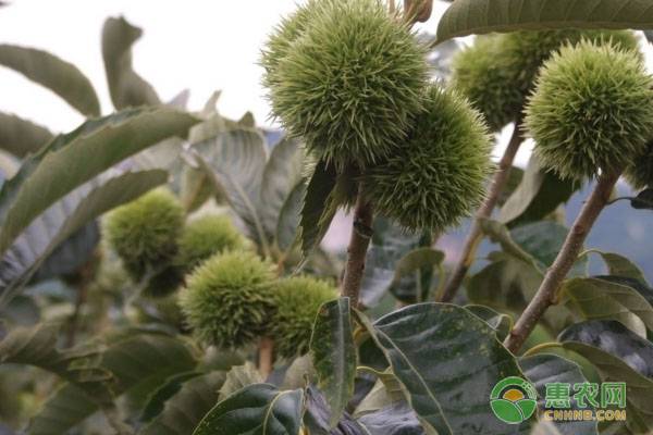 种植板栗如何选种？这些选板栗良种标准需牢记-图片版权归惠农网所有