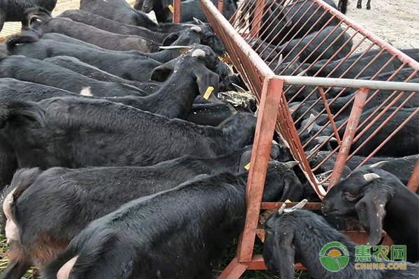 黑山羊养殖方法-图片版权归惠农网所有