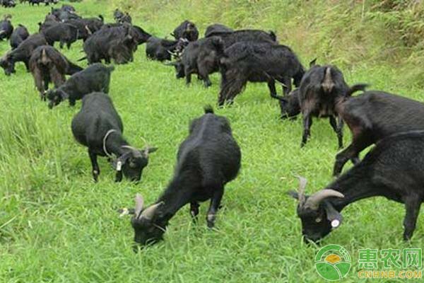 黑山羊养殖方法-图片版权归惠农网所有