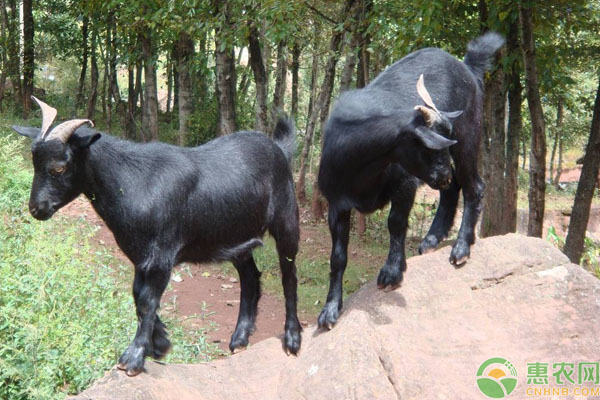 黑山羊的养殖诀窍有哪些?-图片版权归惠农网所有