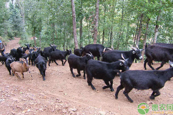 黑山羊的养殖诀窍有哪些?-图片版权归惠农网所有