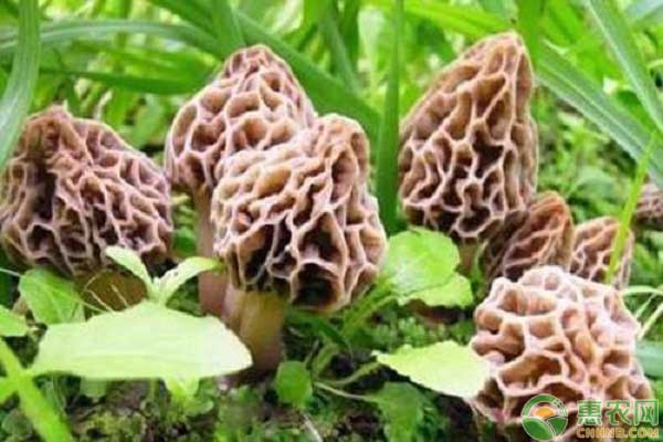 羊肚菌种植技术-图片版权归惠农网所有