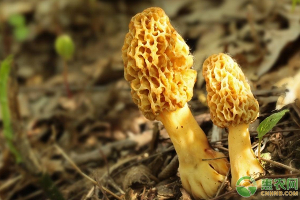 无公害羊肚菌种植培养技术（附菌类禁止使用药剂）-图片版权归惠农网所有