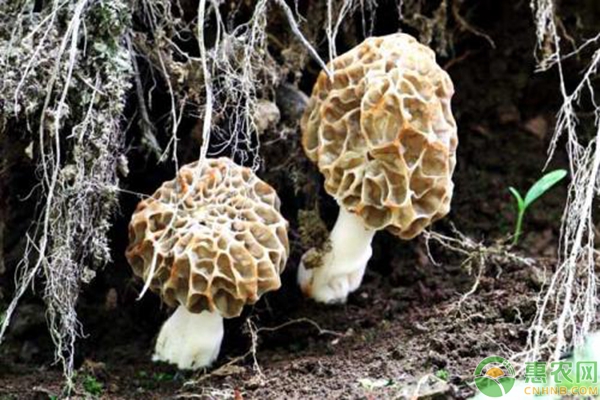 无公害羊肚菌种植培养技术（附菌类禁止使用药剂）-图片版权归惠农网所有